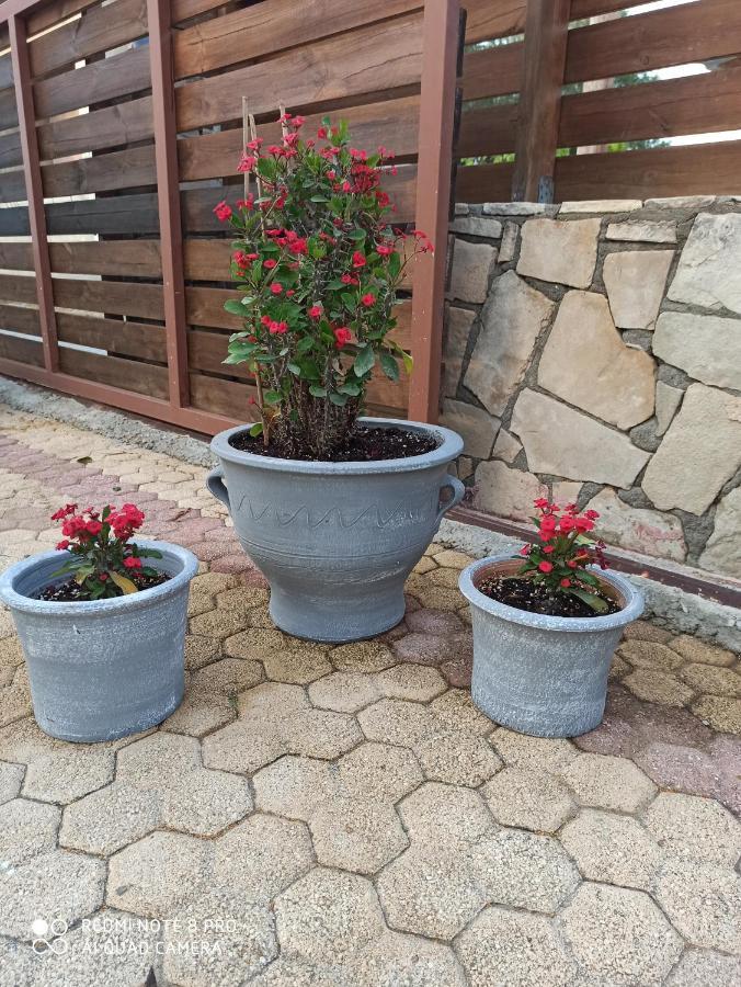 Cactus Home Kalamáki Kültér fotó